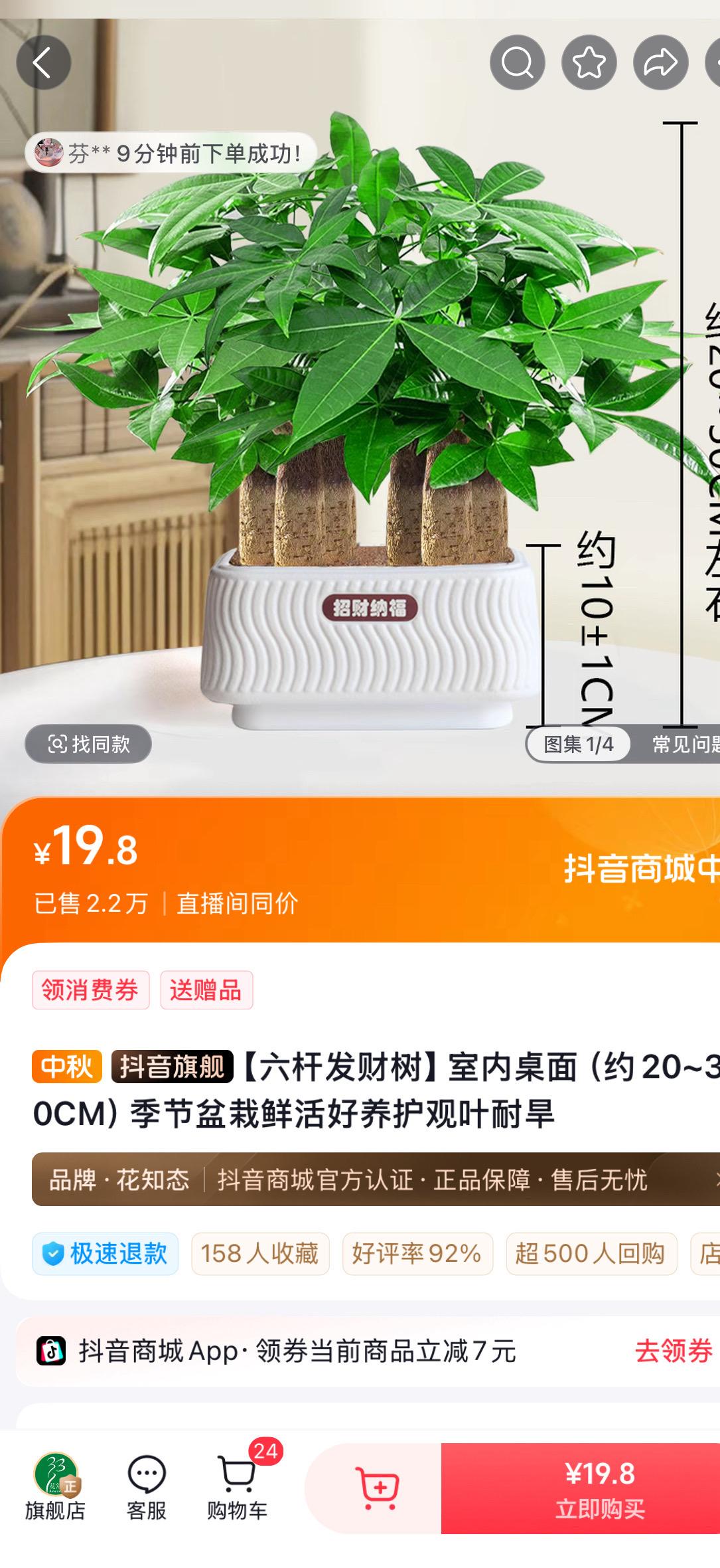 【六杆发财树】室内桌面(约20~30CM)季节盆栽鲜活好养护观叶耐旱