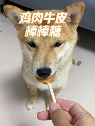 狗狗也有专属的棒棒糖吃啦,美味的肉饼搭配上牛皮棒,既解馋又能磨牙,赶快给你家的小宝贝安排起来吧#麦顿 #宠物磨牙零食 #狗狗棒棒糖 #萌宠好物 #鸡肉牛皮棒