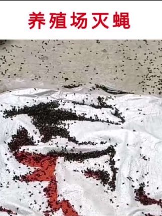 家里养殖场里苍蝇多怎么办?#杀虫饵剂 #苍蝇药