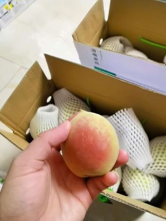 顺丰就是快,昨天刚下单,今天一大早就派送过来了!广东河源连平鹰嘴桃,脆爽香甜,难怪猴哥这么喜欢吃桃!😍😍👍👍#抖音助农扶农 #优质农产品 #应季水果 #连平鹰嘴桃