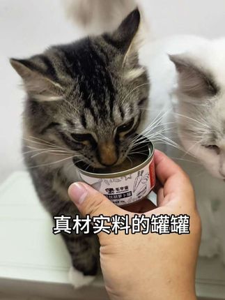 真材实料鸡丝汤罐来袭!补水又长肉,猫咪狂炫停不下来#养猫人 #真材实料 #猫咪罐头 #宠物食品 #科学养宠