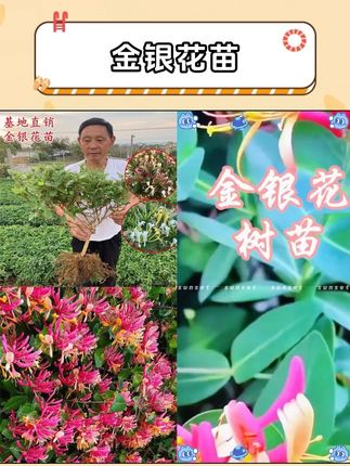 金银花苗树苗盆栽盆景老桩植物泡茶闻香爬藤室内可食用四季迎客松#金银花苗 #优质种苗 #农业种植 #花卉绿植 #阳台小院均可种植