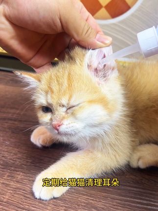 猫咪耳螨不会自己好起来,一定要定期清理,不然到时候后悔就麻烦了!#猫咪耳螨 #宠物滴耳液 #兽护神 #兽护神滴耳液