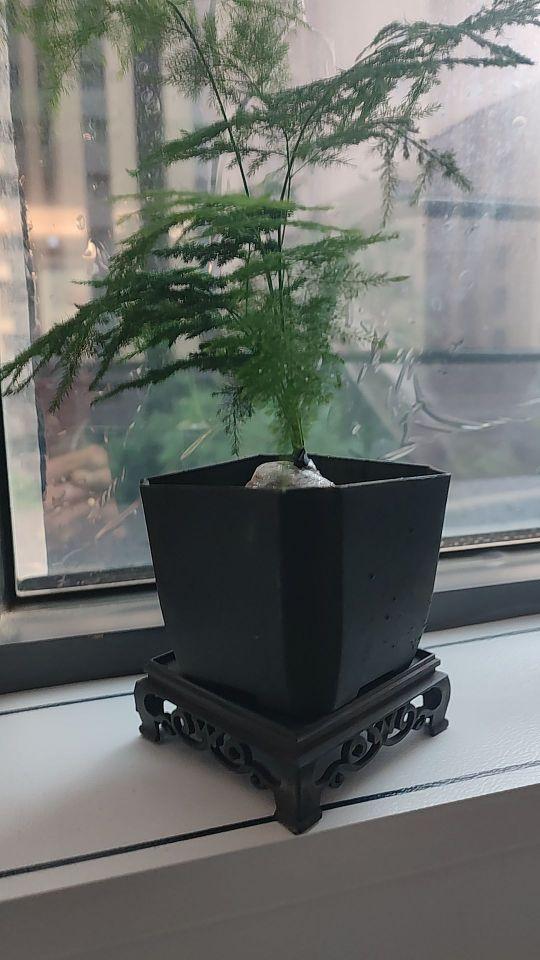 物超所值 发货与抖音推荐一致 很好 !非常满意,下次还会再选其它花草!#我在抖音买买买