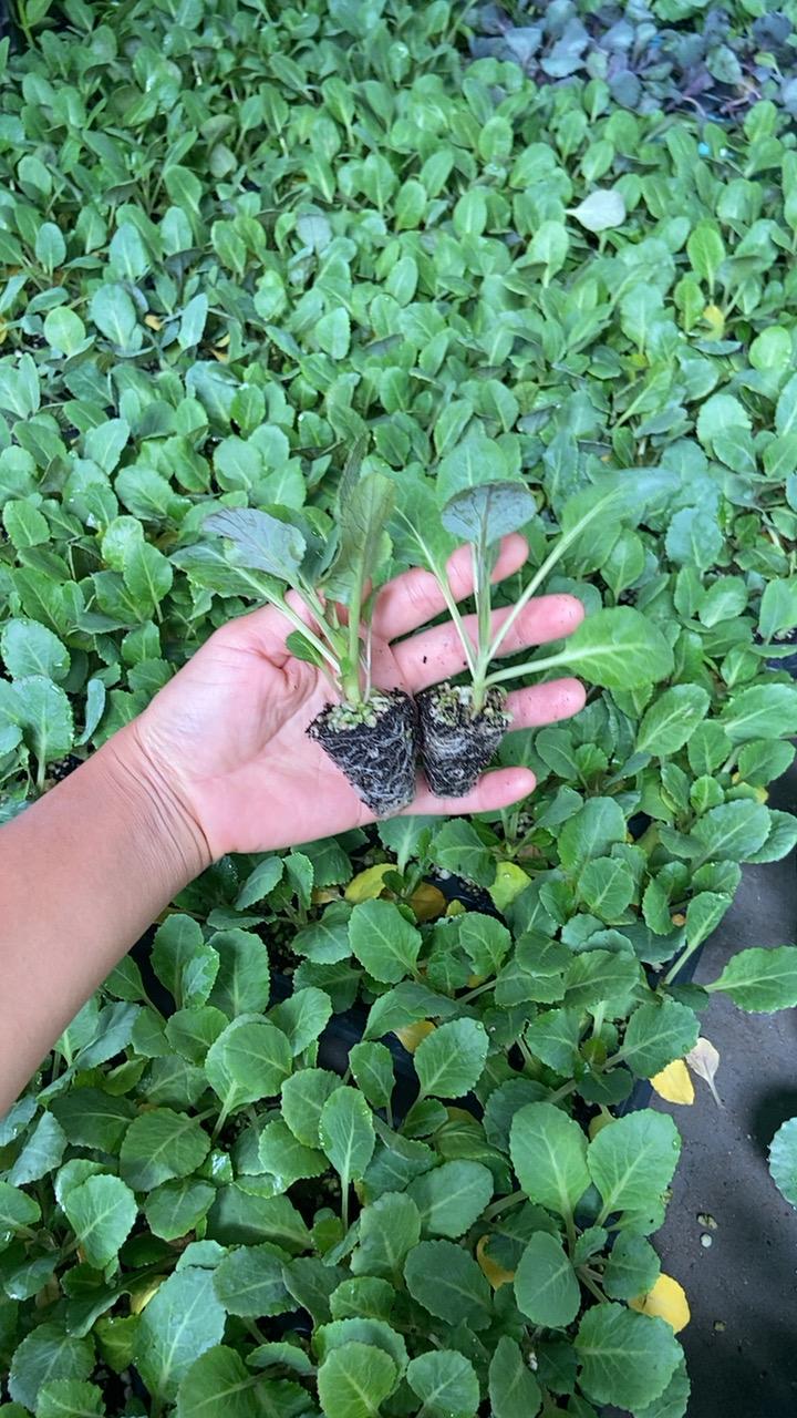 秋季蔬菜苗开始栽种了欢迎菜友们一起来欣赏#农业种植