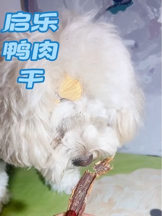 给狗子选肉干就选这种无盐无胶无淀粉的,吃着才放心#狗零食 #家有馋狗 #宠物鸭肉干
