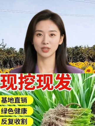 #基地直发 #独根宽叶红韭菜根 #种一次多次采收