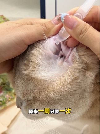 一周一次预防耳瞒 就是拜狮的耳部次抛精华#养猫新手 #猫咪耳瞒#拜狮滴耳液 #拜狮次抛精华