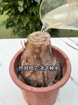盆景生长迟迟不来芽,或者新芽萌发没多久就枯萎了,那是因为盆土里面的营养已经耗尽了。这时候可以给它灌黑水,也就是这个植物复活液,里面富含多种微量元素。能够促进植物细胞分裂,让植物重新焕发生机#养花小知识 #花卉绿植 #室内绿植