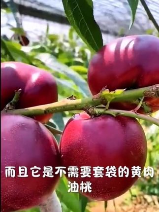 #果树种植 #果树苗基地 #油桃苗