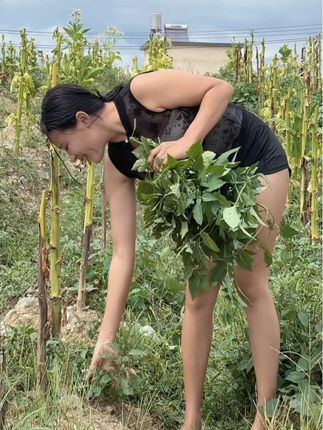 拔野菜
