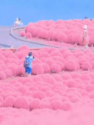 请艾特世界上最最最可爱的女孩子来看花