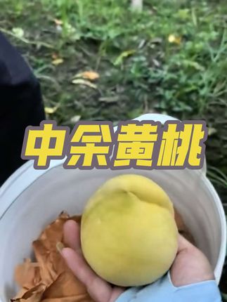 赶紧拉店里,今天黄桃节,等下就忙啦#我的乡村生活 #黄桃#浦江娟姐 #丰收的季节