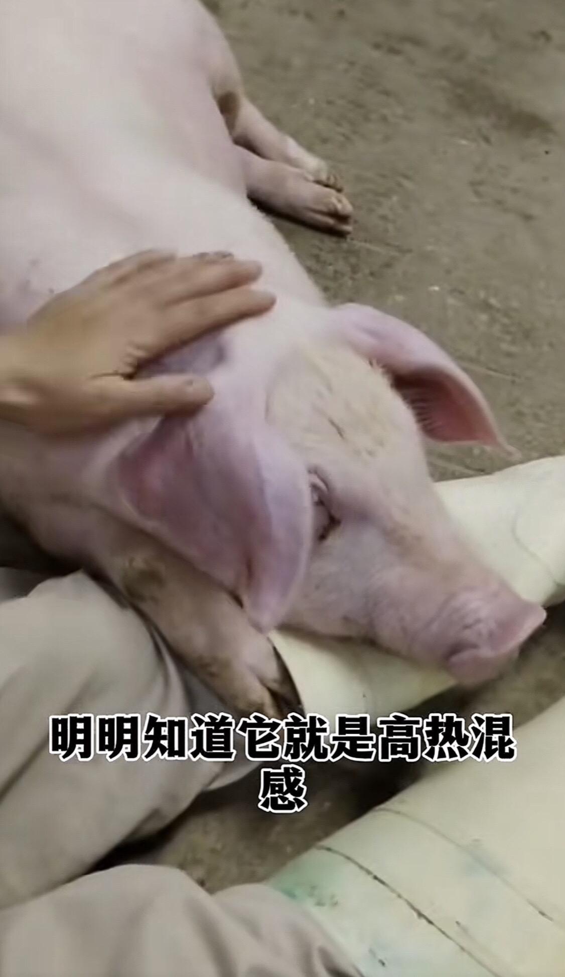 #养猪#养猪人 #混感