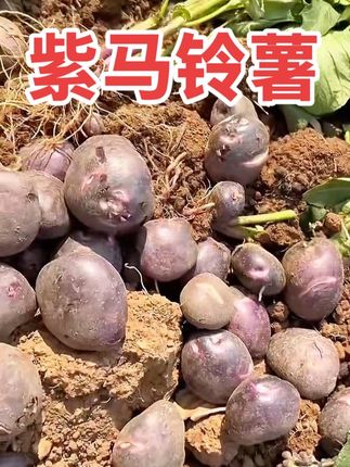这种紫色洋芋很多人没有吃过吧?空气炸锅烤满屋都是浓浓的土豆香,烤熟以后又粉又面,口感香又绵密,入口丝滑#紫色马铃薯