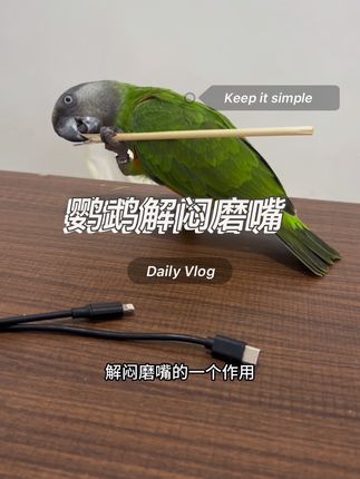 鹦鹉解闷磨嘴的小玩具,一定要给你的鸟包安排一个