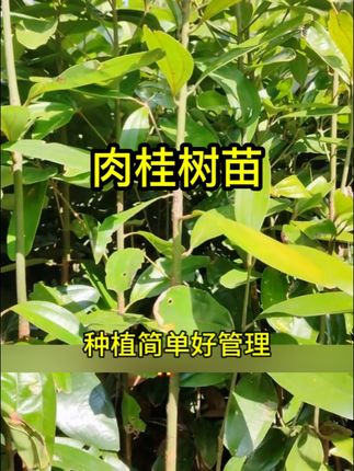 橙艾檬广西肉桂树苗适合盆栽桂皮苗多年生果树种植常绿小苗夏季#肉桂树苗