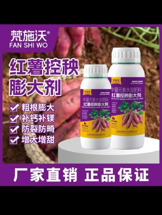红薯秧子长的越长,红薯就不会高产 #红薯种植 #红薯苗高产种植方法 #红薯管理 #红薯控旺 #红薯高产