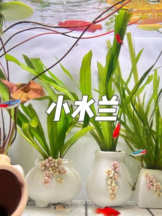 小水兰 在神秘而迷人的水下世界里,小水兰以其独特的魅力悄然绽放,宛如水中的精灵,给人带来无尽的惊喜与美好。 小水兰,学名Sagittaria subulata,属于泽泻科慈姑属,是多年生整株沉水草本植物。它株高通常在5-15厘米之间,地下具匍茎,如同在水底铺设了一张纵横交错的秘密通道。其叶基生无柄,狭带状的叶片长5-15厘米,宽仅4毫米,从基部向四周伸展,犹如绿色的绸带,又似少女的发丝,在水中轻轻摇曳。叶片呈现出草绿色至中绿色的柔和色调,清新自然,上面的3条叶脉清晰可见,仿佛是大自然精心勾勒的纹理。 小水兰的花朵小巧而洁白,单性花组成总状花序,在春季挺水开放。白色的小花点缀在翠绿的叶片之间,如同繁星点点,为整个水下景观增添了一份淡雅与清新。#小水兰 #小水兰水草 #小水兰开花 #水兰水草 #鱼缸造景
