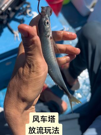 风车塔放流玩法,有什么不懂的留言看到就回哈😄试试链接的轴承别针真的很强很好用。#海钓 #船钓 #放流钓法 #风车塔海钓