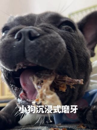小狗沉浸式磨牙🦷今天狗子来给你们洗耳朵👂浅浅吃一个酥脆鸭脑壳#沉浸式 #解压 #狗狗磨牙 #宠物零食 #MaoGo宠物零食