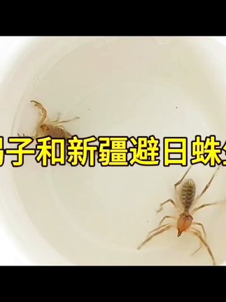 沙漠王者巅峰对决 沙漠中的昆虫顶级猎食者之间的巅峰对决#原创视频