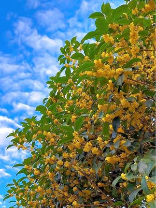 又是一年桂花开,又是一年桂花香……#手机摄影 #桂花 #桂花香