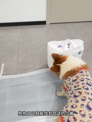 谁家好狗在家乱尿,赶紧给他用这个铺一周都不会臭的尿垫!#乐事宠 #萌宠好物 #宠物尿垫 #宠物用品