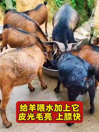 #养羊技术 #自繁自养 #养羊人 #农村养羊 #牛羊驱虫
