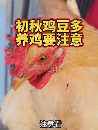 初秋鸡豆多 养鸡要注意#三农养殖 #家禽养殖 #养鸡小妙招 #鸡痘 #家禽养殖