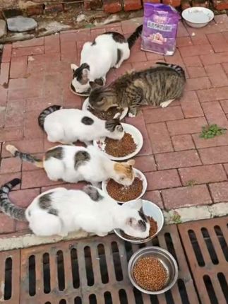 #猫粮推荐 #喵铮铮M35高营养鲜肉猫粮#77%高鲜肉含量#88项安全检测35%粗蛋白质#99%高适口性
