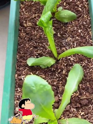 #家庭种植 #自己种菜 #阳台种菜 #种菜的乐趣 #一份耕耘一份收获