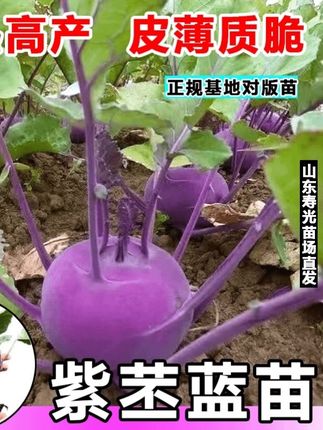 #农业种植 #强烈推荐 水果紫苤蓝苗秧食用紫皮青苤兰芥兰种子营养高脆甜四季