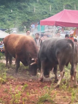 #广告分成计划 #斗牛爱好者