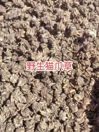 野生猫爪草,泡水喝煲汤,自然晾晒不熏硫,#猫爪草 #抖音助农