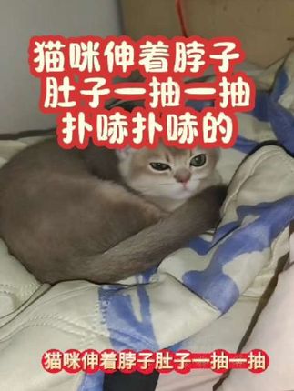 #猫咪感冒 #猫咪咳嗽 #猫咪肺炎 #猫咪感冒咳嗽 #猫咪干呕