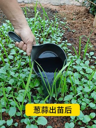#葱姜蒜专用肥#施肥#三农#我的小菜园