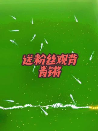 观背青锵太好养了,点赞评论继续送粉丝#观背青鳉 #养鱼人 #养鱼
