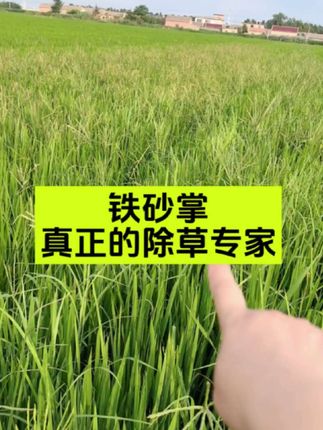 铁砂掌除草剂 种粮大户的福音#铁砂掌 #除草剂 #大龄稗草的终结者 #水稻种植 #三农