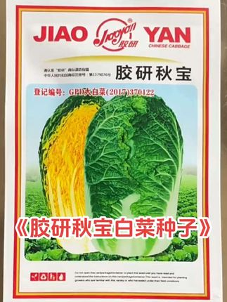 胶研秋宝黄心白菜种子,生育期70天左右,适温条件下产量稳定。#白菜种子 #高产白菜种植 #种子 #种子种苗 #三农