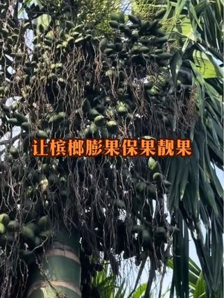 #槟榔管理 #槟榔种植 #槟榔膨果 #三农 #槟榔保花保果