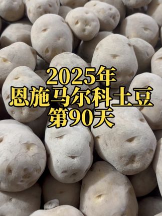 恩施马尔科土豆第90天 #优质农产品 #强烈推荐 #源头好货 #恩施小土豆 #马尔科