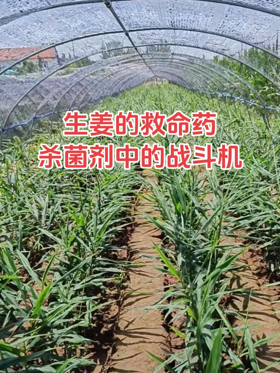生姜得了病害就用姜瘟净 !#生姜病害防治 #生姜#大姜种植 #姜瘟净 #抖音助农