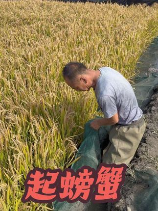 天太热了,早上必须得下地笼子起#新农人计划 #抖音助农扶农 #盘锦稻田蟹