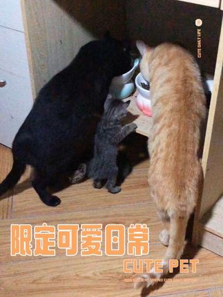 今天又是被可爱到的一天,旺旺太会来事了#萌宠 #记录猫咪日常 #毛孩子的日常 #铲屎官日常 #猫草果冻