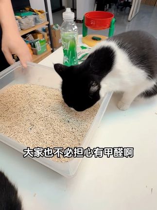 连猫都吃的纯豆腐猫砂,现在只要13块8就能带走10斤#猫砂#猫砂推荐 #养猫人 #新手养猫 #超便宜超划算