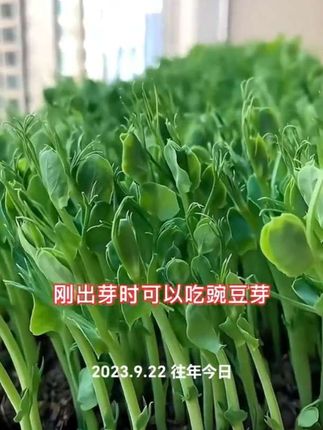 #碗豆种子#原产地 #农业种植 #特色农产品 #阳台阳台庭院均可以种植