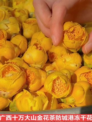 广西十万大山金花茶防城港金花荼冻干花