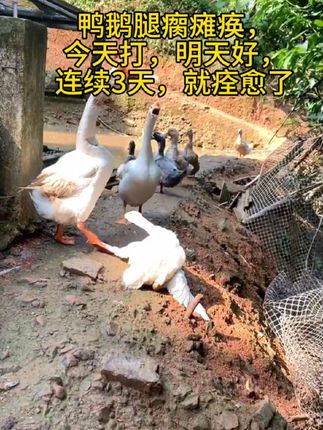 #养鹅 #养鸭 #养鹅人