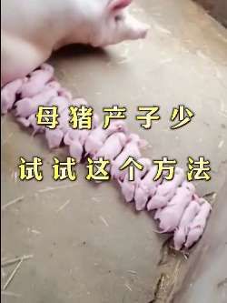 母猪产子少,试试这个方法#养猪人#养猪技术#自繁自养母猪#养猪知识#养猪人不容易